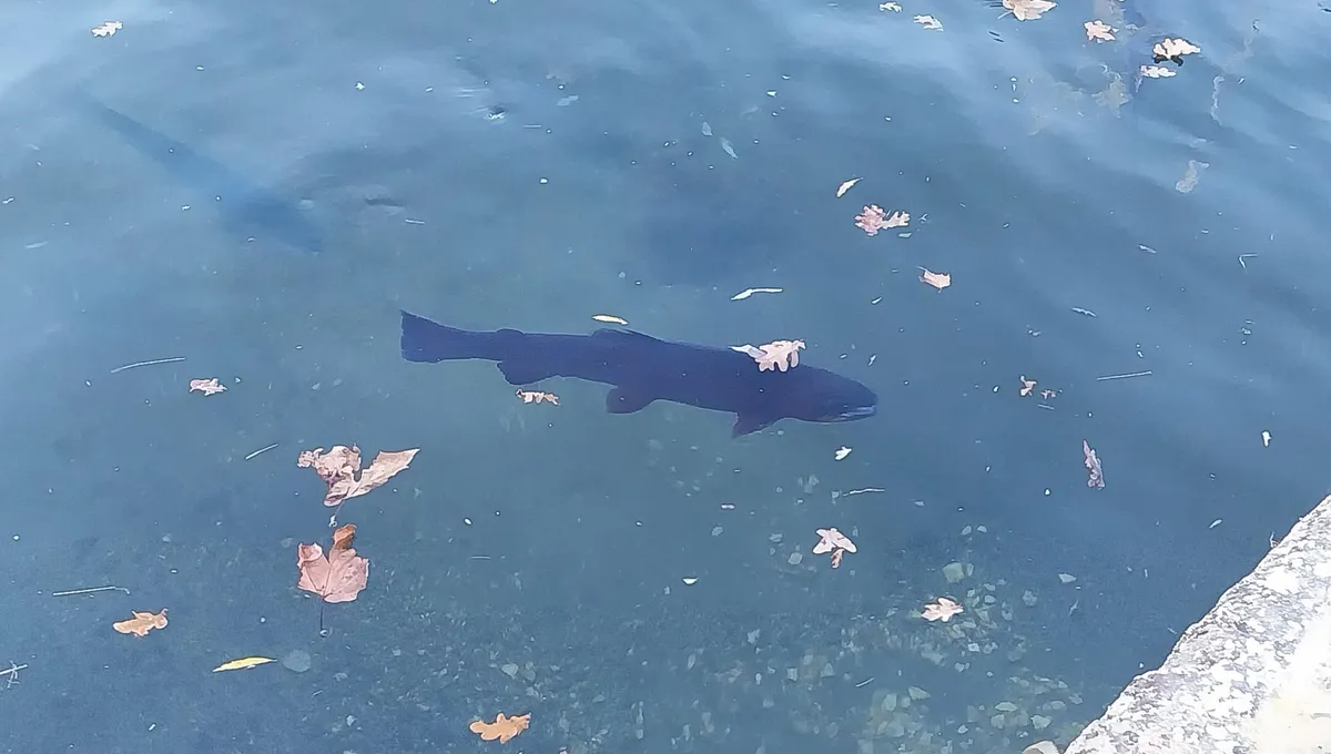 Pisciculture Meyer - France Bleu