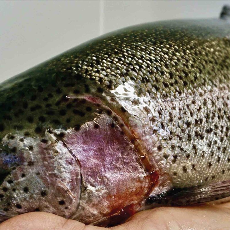 Truite royale entière - entre 2,5kg et 4kg