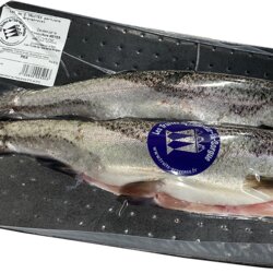 Lot de 2 truites Arc-en-ciel