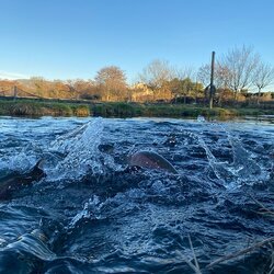 Lot de 2 truites Arc-en-ciel